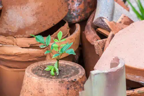 Four Business Growth Ideas From My Back Yard